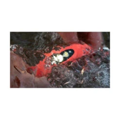 Knog Stirnlampe Bilby Fluoro Orange 7 Knog Stirnlampe Bilby Fluoro Orange -Bosch Store knog stirnlampe bilby fluoro orange3